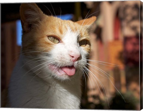 Framed Male, Orange Tabby Cat, Morocco Print