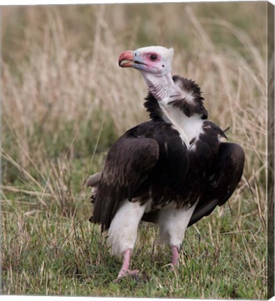 Framed Kenya. White-headed vulture standing in grass. Print