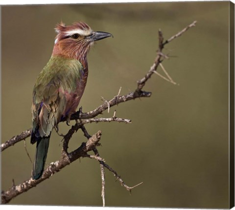 Framed Kenya, Rufous-crowned roller bird on limb. Print