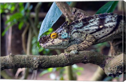 Framed Chameleon on tree limb, Madagascar Print