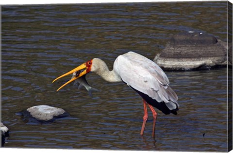 Framed Kenya, Masai Mara. Yellow-billed stork, fish prey Print