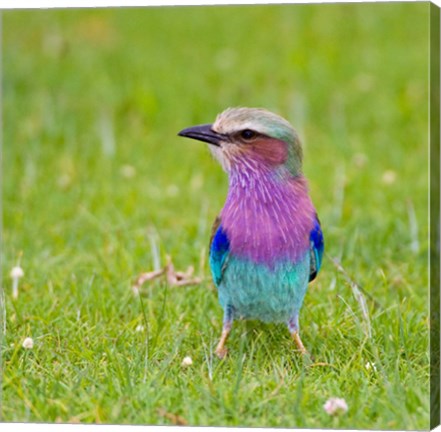 Framed Kenya. Lilac-breasted Roller bird, Lake Naivasha Print