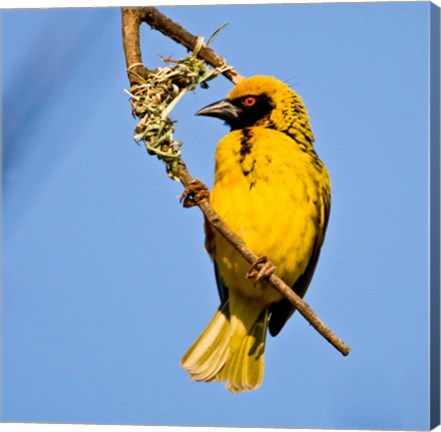 Framed Masked Weaver bird, Drakensberg, South Africa Print