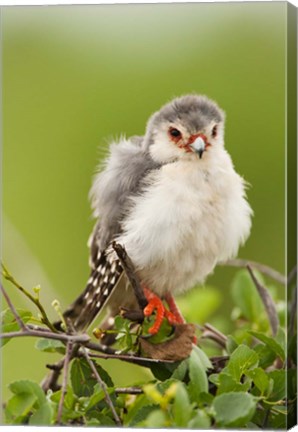 Framed Pygmy Falcon, Samburu Game Reserve, Kenya Print