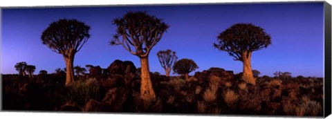Framed Namibia, Keetmanshoop, Quiver Tree, Kokerboomwoud Print