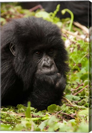 Framed Gorilla resting, Volcanoes National Park, Rwanda Print