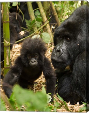 Framed Adult and baby Gorilla, Volcanoes National Park, Rwanda Print