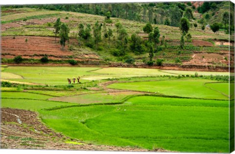 Framed People working in green rice fields, Madagascar Print