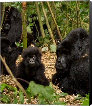 Framed Group of Gorillas, Volcanoes National Park, Rwanda Print