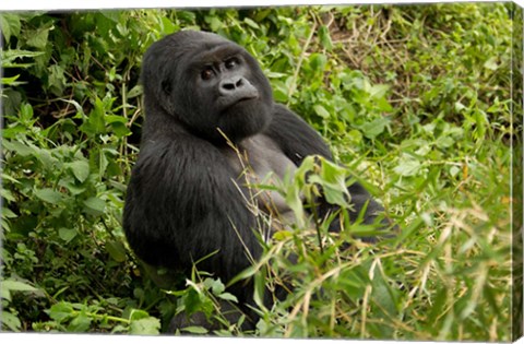 Framed Mountain Gorilla, Volcanoes National Park, Rwanda Print