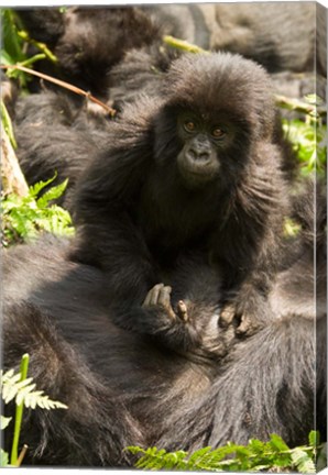 Framed Baby Mountain Gorilla, Volcanoes National Park, Rwanda Print