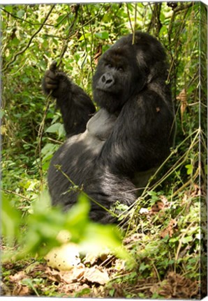 Framed Gorilla holding a vine, Volcanoes National Park, Rwanda Print