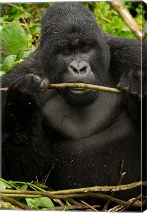 Framed Gorilla chewing, Volcanoes National Park, Rwanda Print