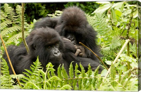 Framed Pair of Gorillas, Volcanoes National Park, Rwanda Print