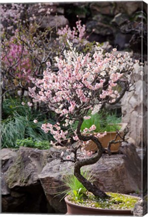 Framed Pink spring blooms on tree, Yu Yuan Gardens, Shanghai, China Print