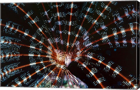 Framed Open Sea Fan, Red Sea, Egypt Print