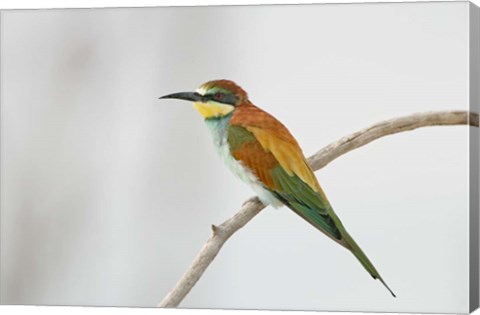 Framed Portrait of Eurasian Bee-Eater on Tree Limb, Lake Manyara, Tanzania Print