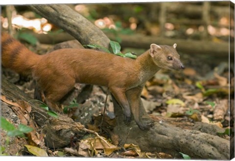 Framed N. Ringtail Mongoose wildlife, Ankarana NP, Madagascar Print