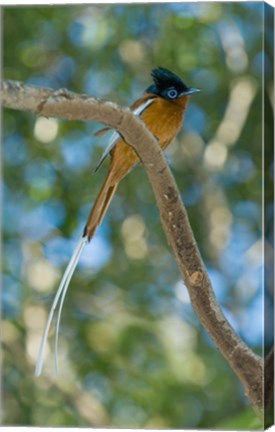 Framed Paradise-Flycatcher bird, Ankarafantsika, Madagascar Print