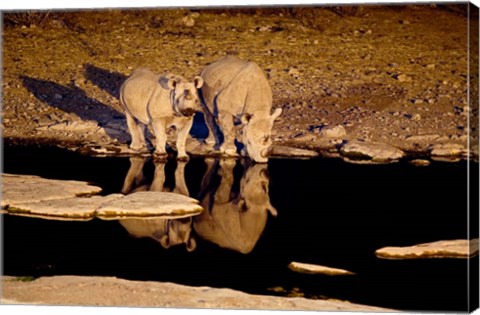 Framed Namibia, Etosha NP, Black Rhino wildlife, waterhole Print