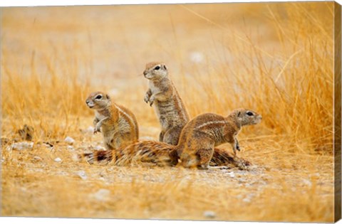 Framed Namibia, Etosha NP. Cape Ground Squirrel Print