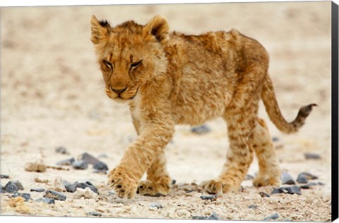 Framed Namibia, Etosha NP. Lion, Stoney ground Print