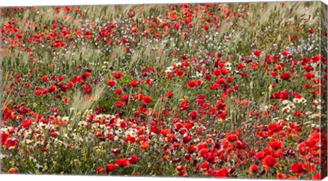 Framed Poppy Wildflowers in Southern Morocco Print