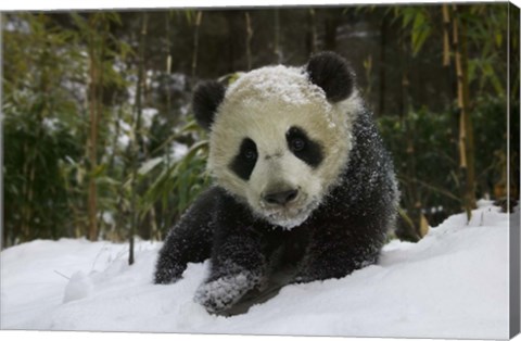 Framed Panda Cub on Tree in Snow, Wolong, Sichuan, China Print