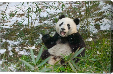 Framed Panda Eating Bamboo on Snow, Wolong, Sichuan, China Print