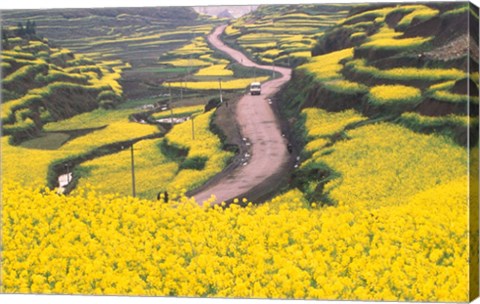 Framed Mountain Path Covered by Canola Fields, China Print