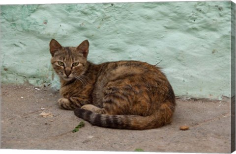 Framed Morocco, Tetouan, Medina of TEtouan, Alley cat Print