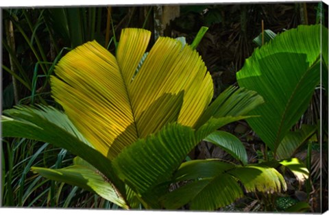 Framed Palm Flora on Praslin Island, Seychelles Print