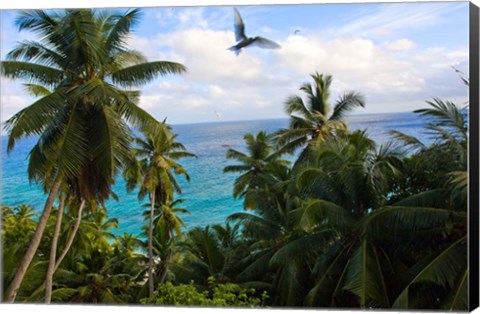 Framed Palm Trees of Anse Victorin Beach, Seychelles, Africa Print