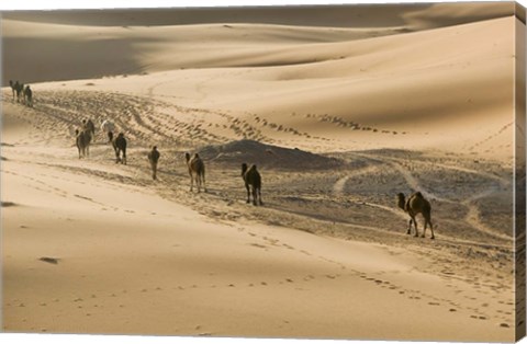 Framed MOROCCO, Tafilalt, Camel Caravan, Erg Chebbi Dunes Print