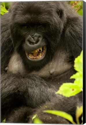 Framed Mountain Gorilla, Volcanoes NP, Rwanda Print