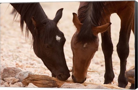 Framed Namibia, Aus, Wild horses of the Namib Desert Print