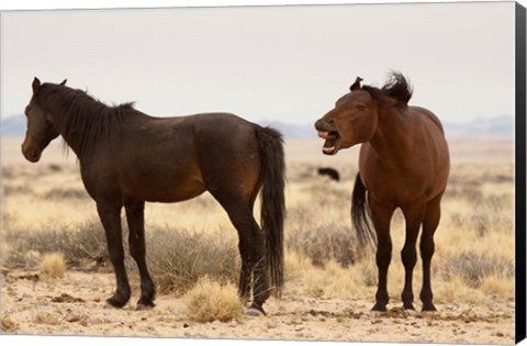 Framed Namibia, Aus. Two wild horses on the Namib Desert. Print