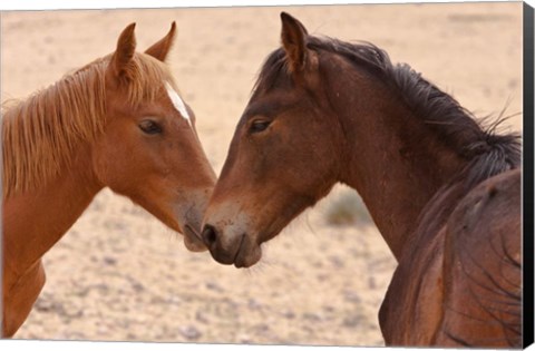 Framed Namibia, Garub. Pair of feral horses Print