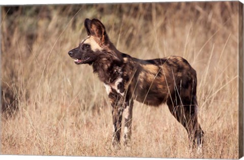 Framed Namibia, Harnas Wildlife, African dog wildlife Print