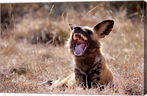 Framed Namibia, Harnas Wildlife, African wild dog wildlife Print