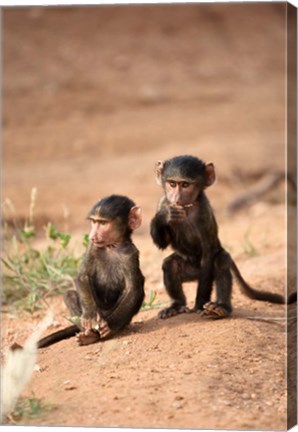 Framed Olive Baboon primates, Masai Mara GR, Kenya Print