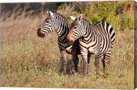 Framed Pair of Zebras in Meru National Park, Meru, Kenya Print