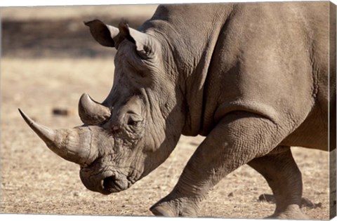 Framed Profile close-up of endangered white rhinoceros, Okapuka Ranch, Windhoek, Namibia Print