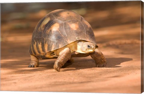 Framed Radiated Tortoise in Sand, Madagascar Print