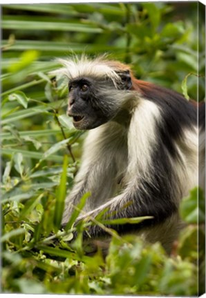 Framed Red Colobus Monkey, Volcanoes NF, Rwanda Print