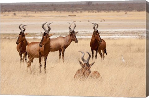 Framed Red hartebeest, Etosha National Park, Namibia, Africa Print