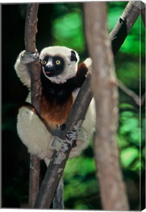 Framed Propithecus sifaka lemur, Madagascar Print