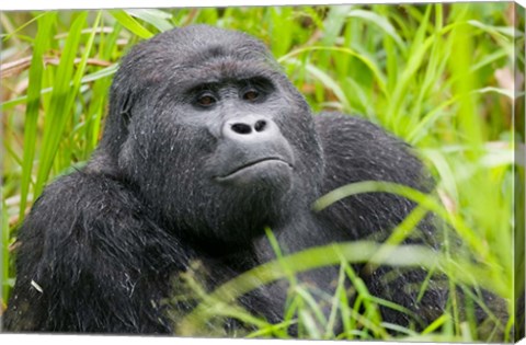 Framed Mountain Gorilla in Rainforest, Bwindi Impenetrable National Park, Uganda Print