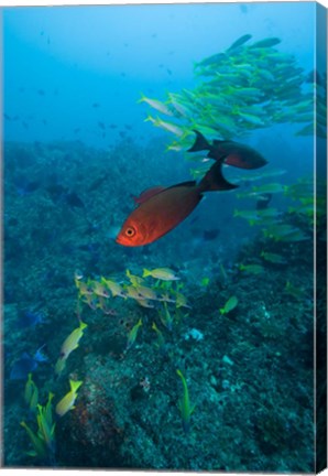 Framed Mozambique, Guinjata Bay, Jangamo Beach, Tropical fish Print