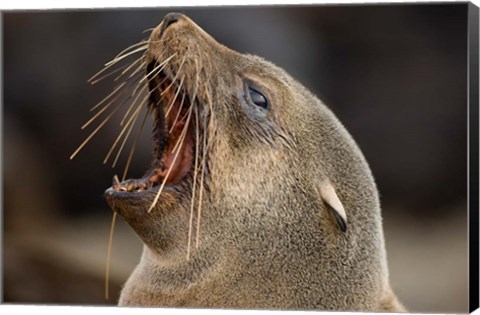 Framed Namibia, Cape Cross Seal Reserve. Close up of Southern Fur Seal Print